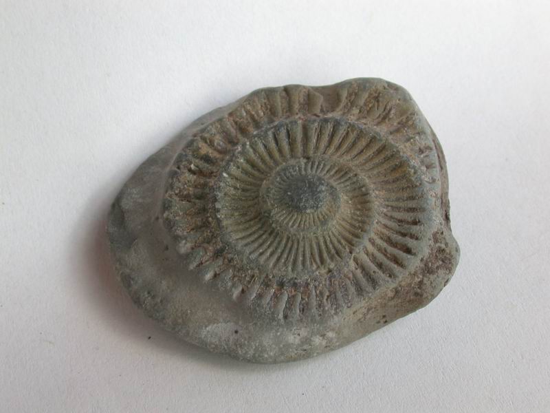 Fossili e minerali....